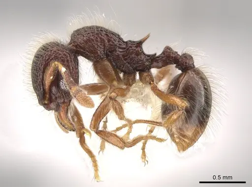 Lachnomyrmex laticeps specimen CASENT0637898 image casent0637898_3