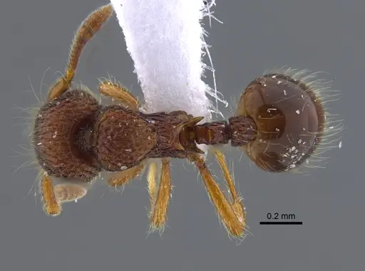 Lachnomyrmex laticeps specimen CBUMAGENT41721 image cbumagent41721_1