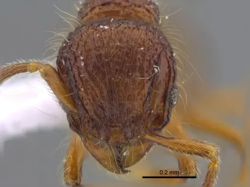 Lachnomyrmex laticeps specimen CBUMAGENT41721 image cbumagent41721_2