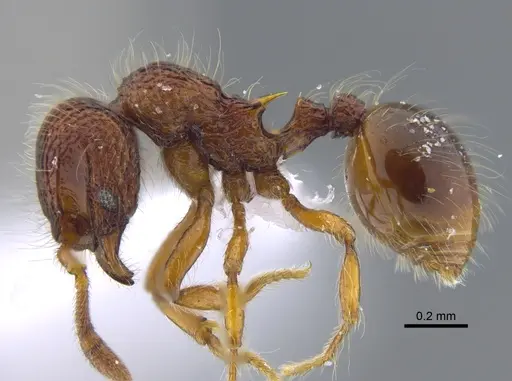 Lachnomyrmex laticeps specimen CBUMAGENT41721 image cbumagent41721_3