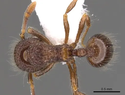 Lachnomyrmex laticeps specimen INB0003679758 image inb0003679758_1