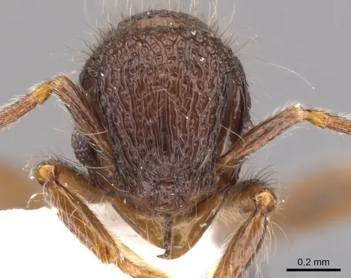 Lachnomyrmex laticeps specimen INB0003679758 image inb0003679758_2