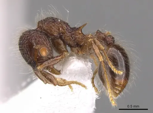 Lachnomyrmex laticeps specimen INB0003679758 image inb0003679758_3