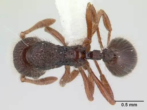 Lachnomyrmex laticeps specimen JTLC000008161 image jtlc000008161_1