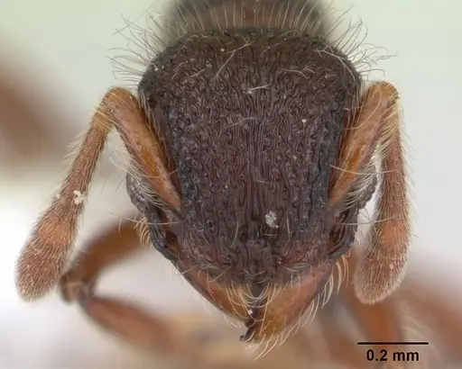 Lachnomyrmex laticeps specimen JTLC000008161 image jtlc000008161_2