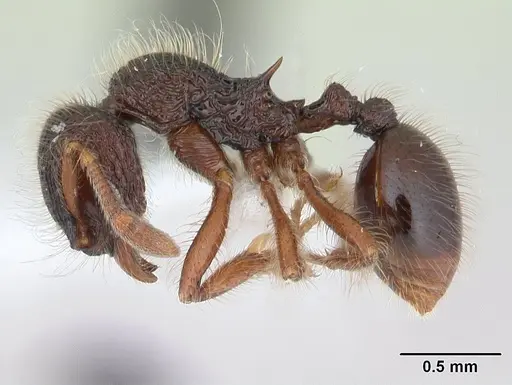 Lachnomyrmex laticeps specimen JTLC000008161 image jtlc000008161_3