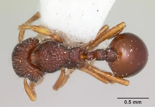 Lachnomyrmex lattkei specimen CASENT0173879 image casent0173879_1