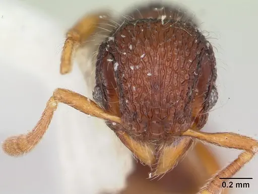 Lachnomyrmex lattkei specimen CASENT0173879 image casent0173879_2
