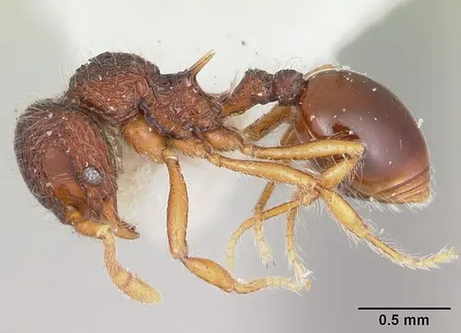 Lachnomyrmex lattkei specimen CASENT0173879 image casent0173879_3