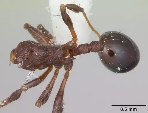 Lachnomyrmex longinodus specimen CASENT0173875 image casent0173875_1