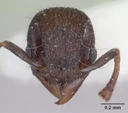 Lachnomyrmex longinodus specimen CASENT0173875 image casent0173875_2