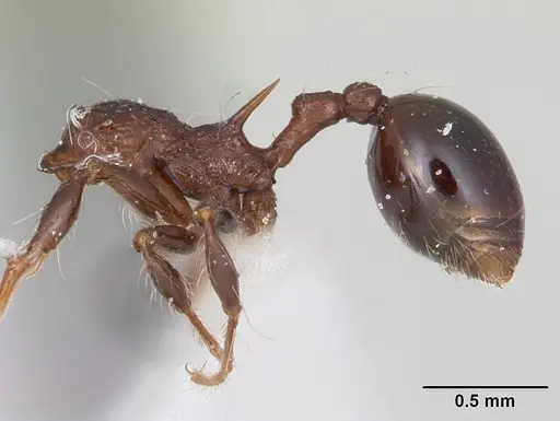 Lachnomyrmex longinodus specimen CASENT0173875 image casent0173875_3