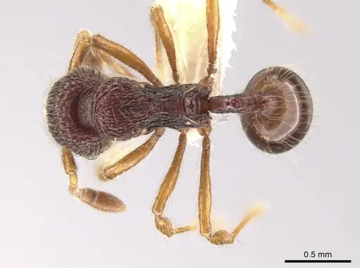 Lachnomyrmex longinodus specimen CASENT0633346 image casent0633346_1