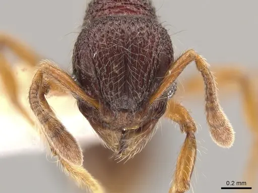 Lachnomyrmex longinodus specimen CASENT0633346 image casent0633346_2