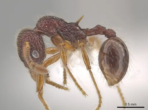 Lachnomyrmex longinodus specimen CASENT0633346 image casent0633346_3