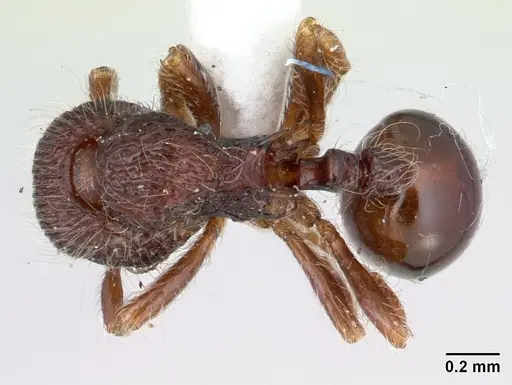 Lachnomyrmex longinoi specimen CASENT0178858 image casent0178858_1