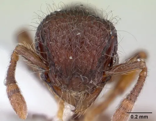 Lachnomyrmex longinoi specimen CASENT0178858 image casent0178858_2