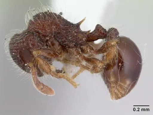 Lachnomyrmex longinoi specimen CASENT0178858 image casent0178858_3