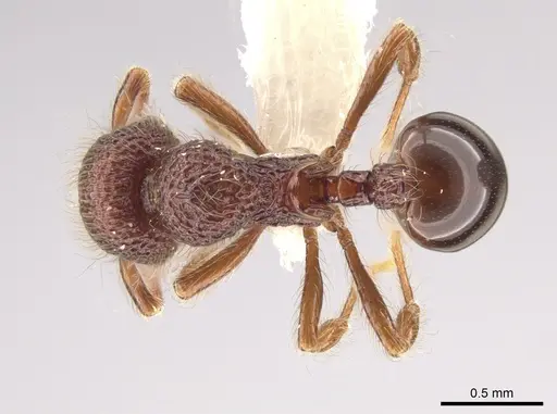 Lachnomyrmex longinoi specimen CASENT0628652 image casent0628652_1