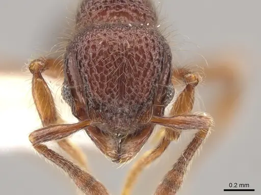 Lachnomyrmex longinoi specimen CASENT0628652 image casent0628652_2