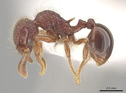 Lachnomyrmex longinoi specimen CASENT0628652 image casent0628652_3