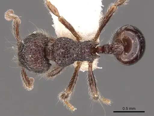 Lachnomyrmex longinoi specimen CASENT0900979 image casent0900979_1