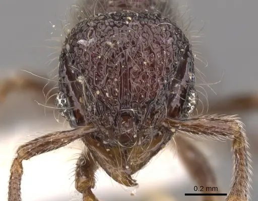 Lachnomyrmex longinoi specimen CASENT0900979 image casent0900979_2