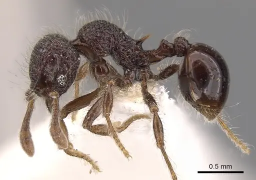Lachnomyrmex longinoi specimen CASENT0900979 image casent0900979_3
