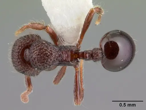 Lachnomyrmex longinoi specimen PSW7771-6 image psw7771-6_1