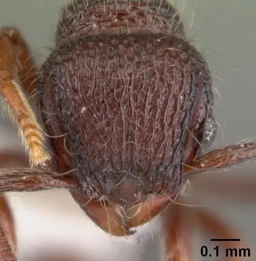 Lachnomyrmex longinoi specimen PSW7771-6 image psw7771-6_2