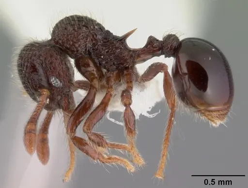 Lachnomyrmex longinoi specimen PSW7771-6 image psw7771-6_3
