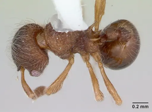 Lachnomyrmex mackayi specimen CASENT0173883 image casent0173883_1