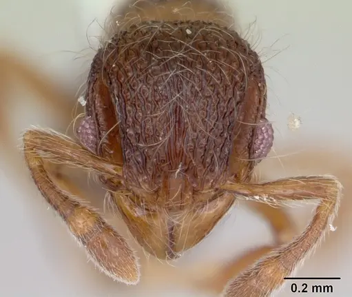 Lachnomyrmex mackayi specimen CASENT0173883 image casent0173883_2