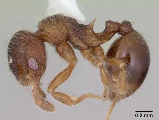 Lachnomyrmex mackayi specimen CASENT0173883 image casent0173883_3