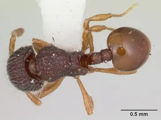 Lachnomyrmex nordestinus specimen CASENT0173878 image casent0173878_1