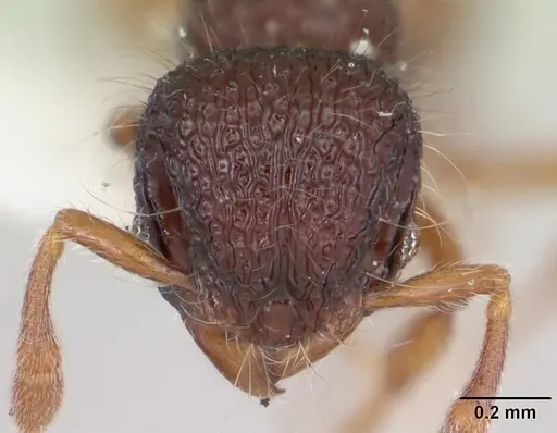 Lachnomyrmex nordestinus specimen CASENT0173878 image casent0173878_2