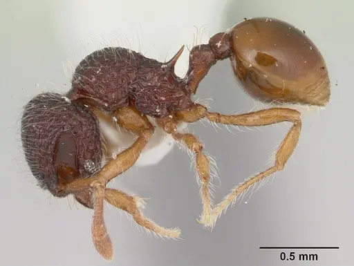 Lachnomyrmex nordestinus specimen CASENT0173878 image casent0173878_3