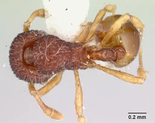 Lachnomyrmex nordestinus specimen CASENT0178857 image casent0178857_1