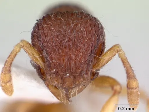 Lachnomyrmex nordestinus specimen CASENT0178857 image casent0178857_2
