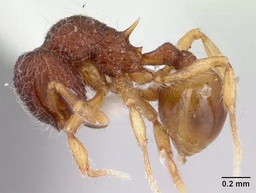 Lachnomyrmex nordestinus specimen CASENT0178857 image casent0178857_3