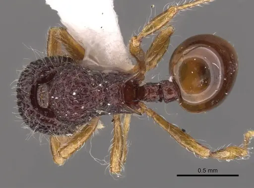 Lachnomyrmex nordestinus specimen CASENT0900980 image casent0900980_1