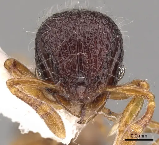 Lachnomyrmex nordestinus specimen CASENT0900980 image casent0900980_2