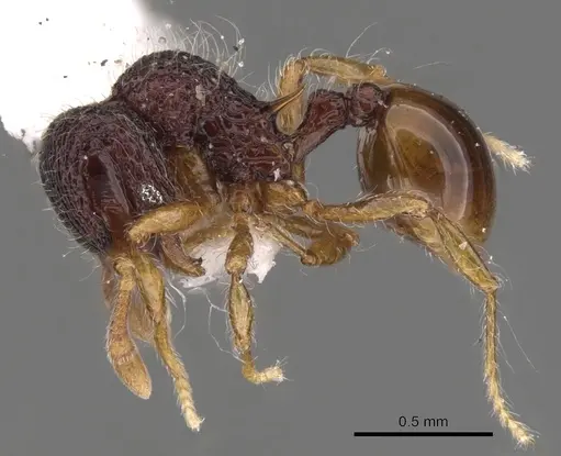 Lachnomyrmex nordestinus specimen CASENT0900980 image casent0900980_3