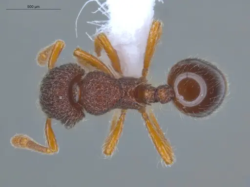 Lachnomyrmex pilosus specimen ECOFOG-GAL18-0264-21 image ecofog-gal18-0264-21_1