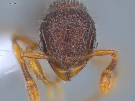 Lachnomyrmex pilosus specimen ECOFOG-GAL18-0264-21 image ecofog-gal18-0264-21_2