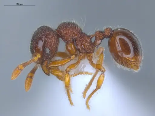 Lachnomyrmex pilosus specimen ECOFOG-GAL18-0264-21 image ecofog-gal18-0264-21_3