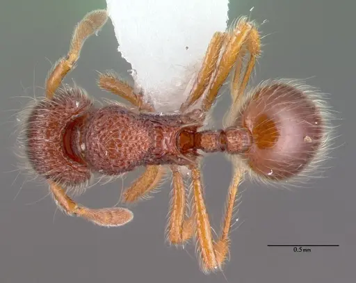Lachnomyrmex pilosus specimen PSW8571-4 image psw8571-4_1