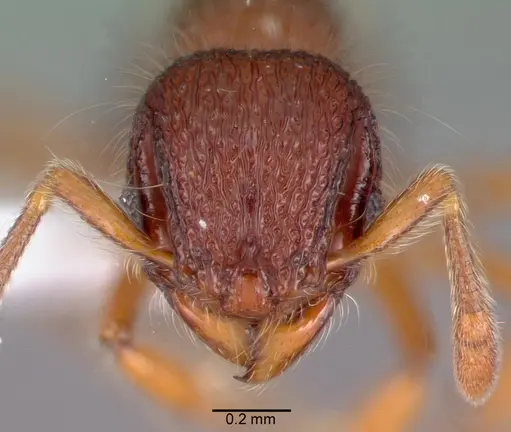 Lachnomyrmex pilosus specimen PSW8571-4 image psw8571-4_2