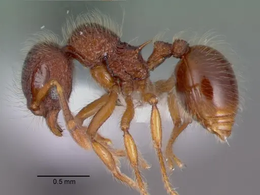 Lachnomyrmex pilosus specimen PSW8571-4 image psw8571-4_3