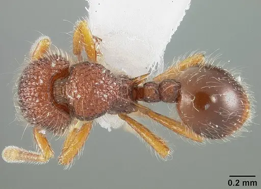 Lachnomyrmex pilosus specimen USNMENT01124283 image usnment01124283_1